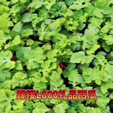 L600西瓜苗l600西瓜嫁接苗直播苗免费技术指导包回收