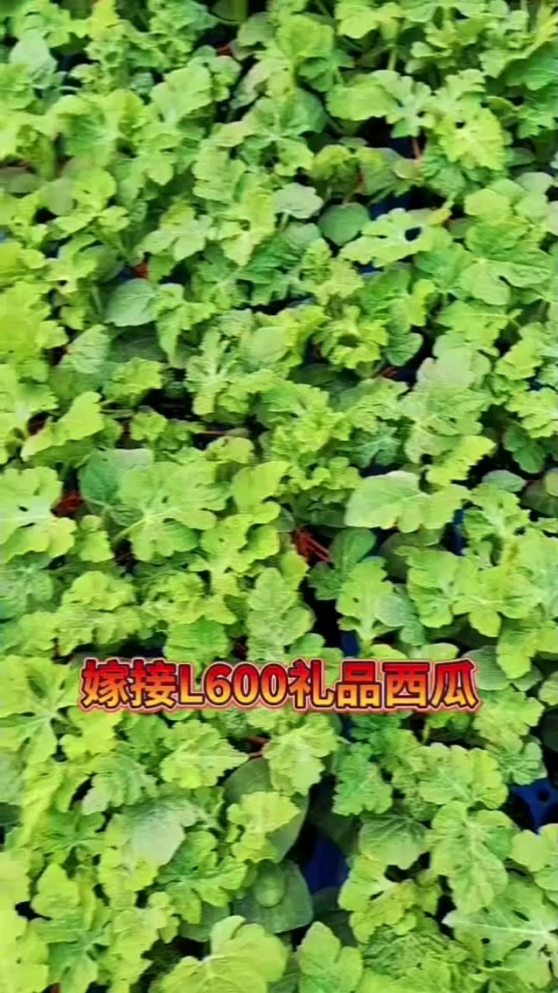 L600西瓜苗l600西瓜嫁接苗直播苗免费技术指导包回收