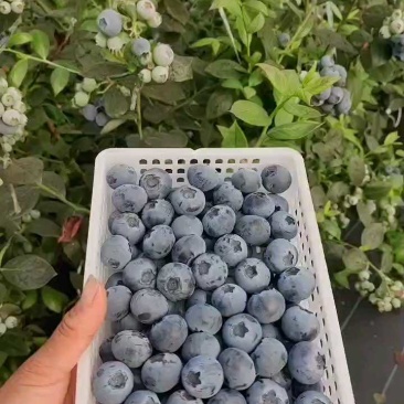 江苏蓝莓新品种上市，产地直供大量有货