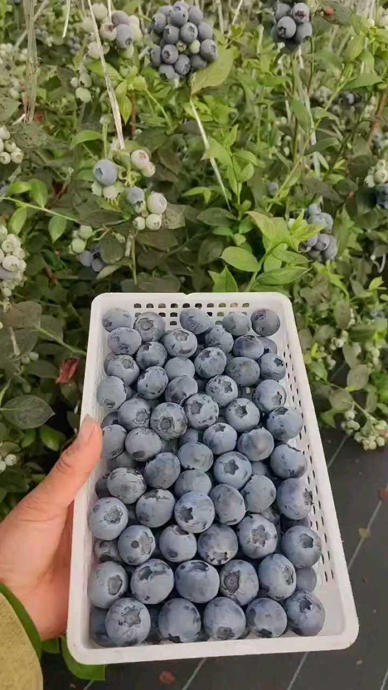 江苏蓝莓新品种上市，产地直供大量有货