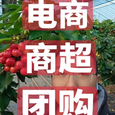 【美早樱桃】冠县大棚万亩樱桃基地，代收代发，商超合作。