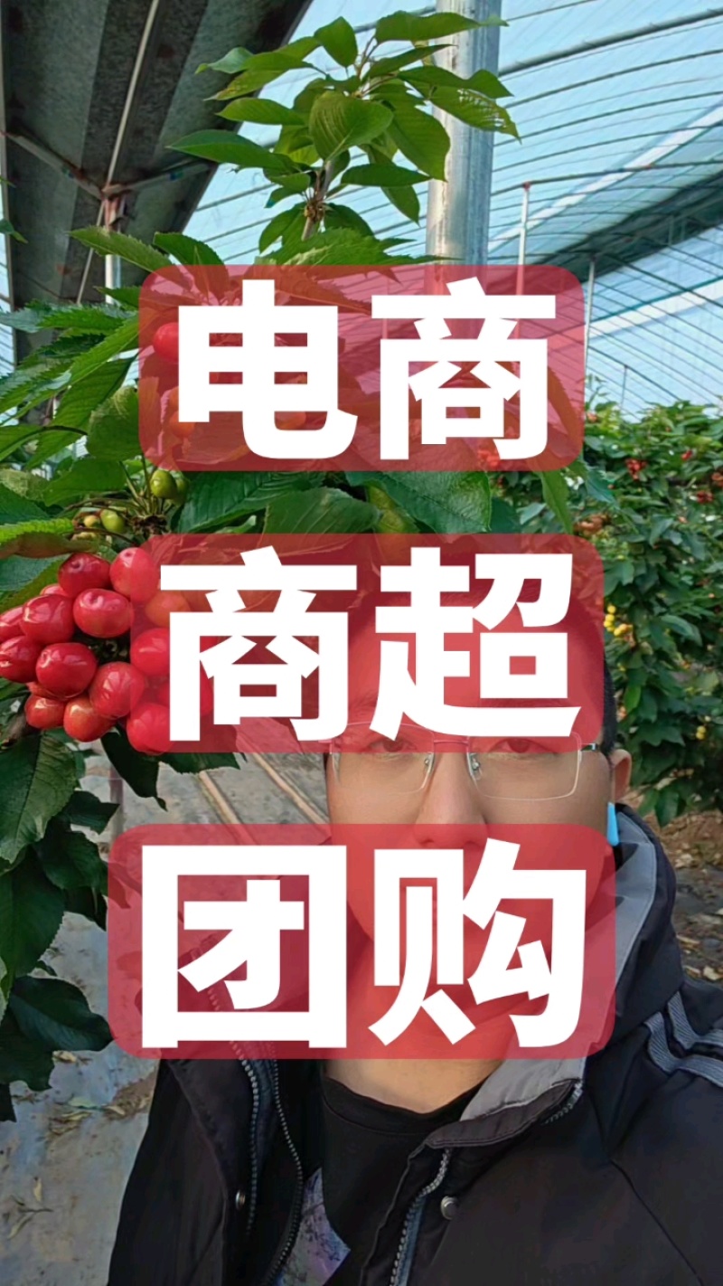 【美早樱桃】冠县大棚万亩樱桃基地，代收代发，商超合作。