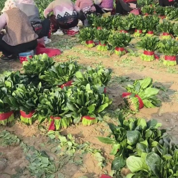 菠菜大量供应，货源充足！