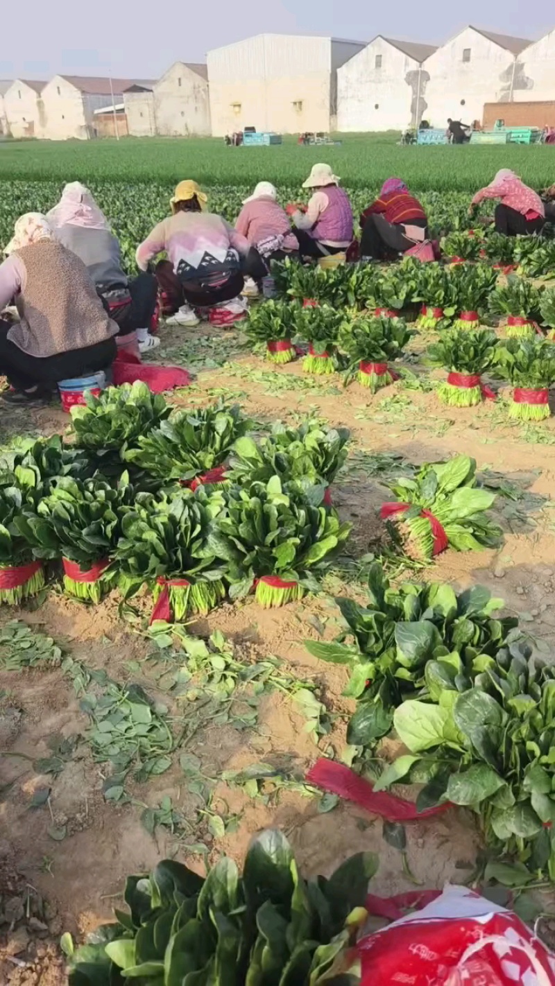菠菜大量供应，货源充足！