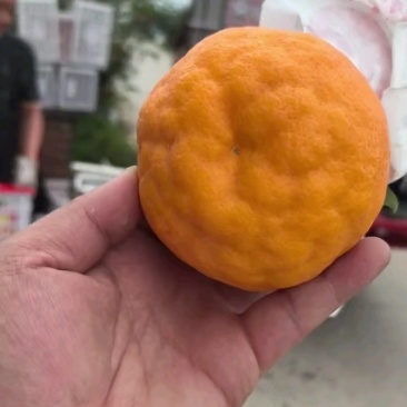 精品泡泡柑热卖中，好货好价，量大可联！