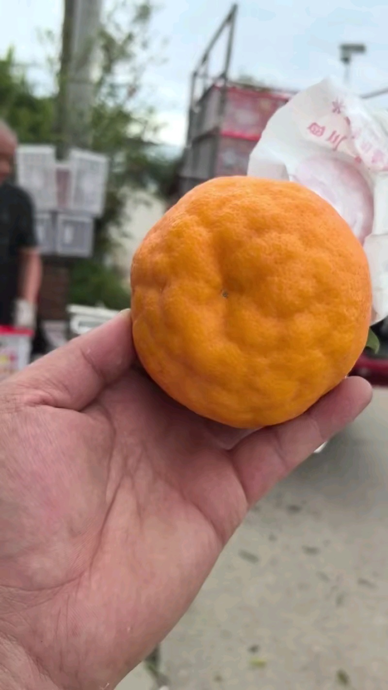 精品泡泡柑热卖中，好货好价，量大可联！