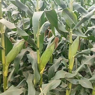 白糯、花糯、太阳花大量供应，产地直发，质量保证，诚信经营