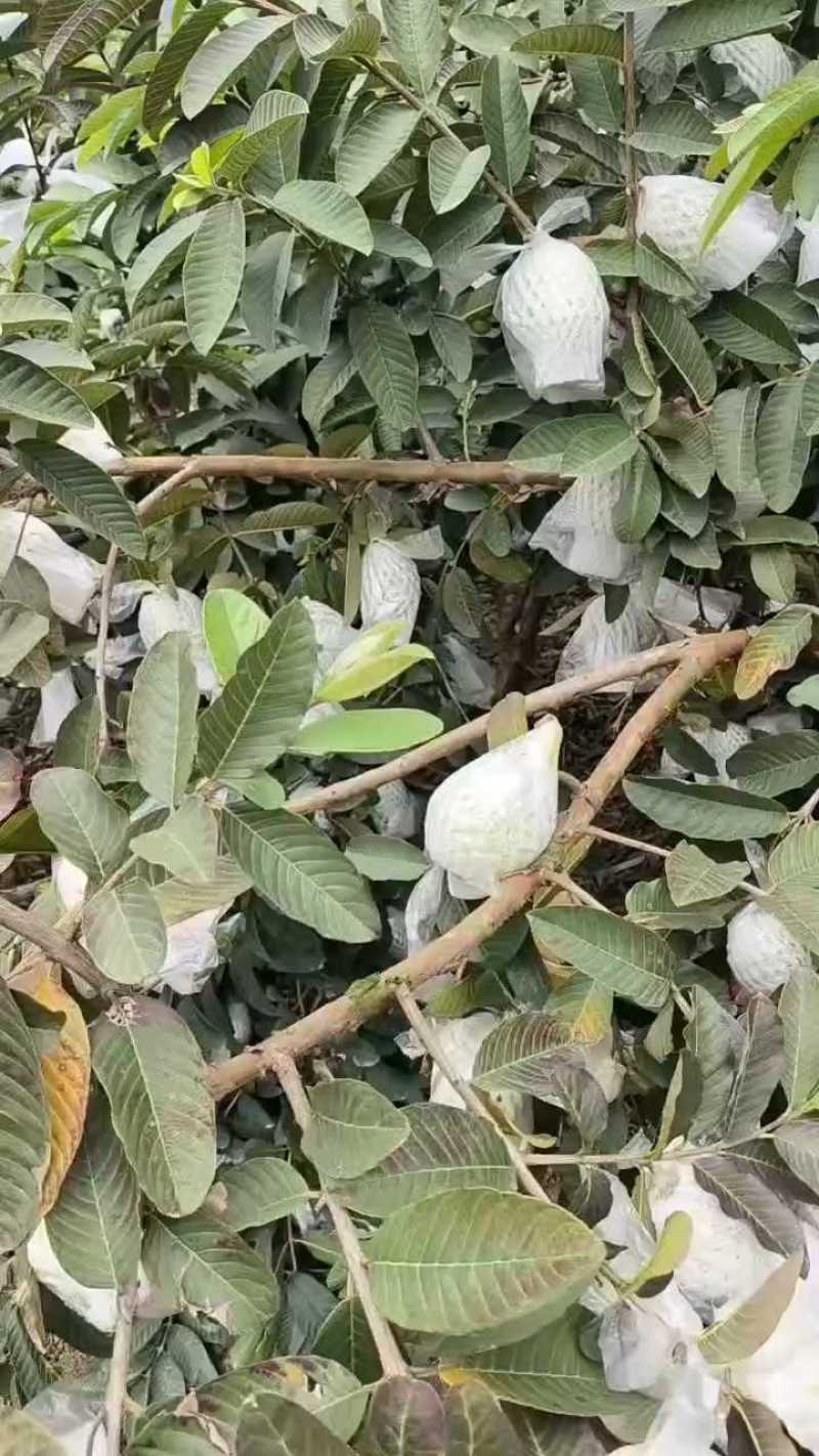 广西红心番石榴西瓜芭乐种植基地个体农场欢迎老板来电