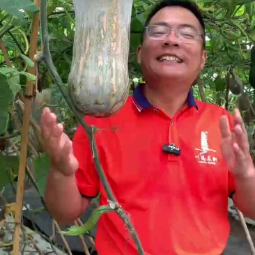 正宗健美蜜本南瓜种长果型顺直肉厚嫩瓜老瓜都好吃高产耐运输
