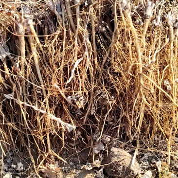基地苗木充足，根系发达健壮，套种玉米技术指导
