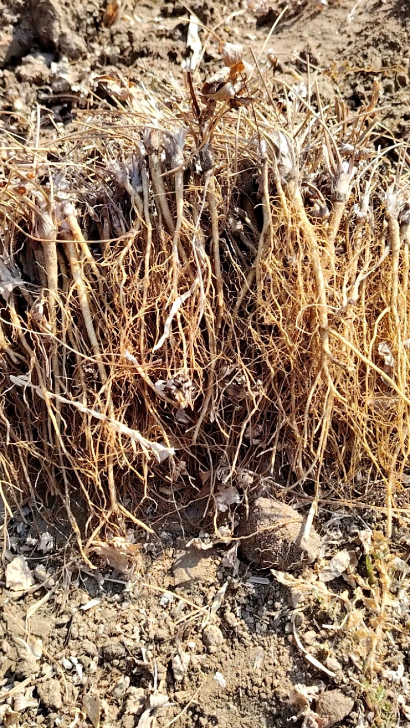 基地苗木充足，根系发达健壮，套种玉米技术指导