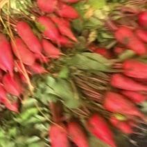 山东玫瑰红水萝卜优质红萝卜产地直供，货源充足半斤起步