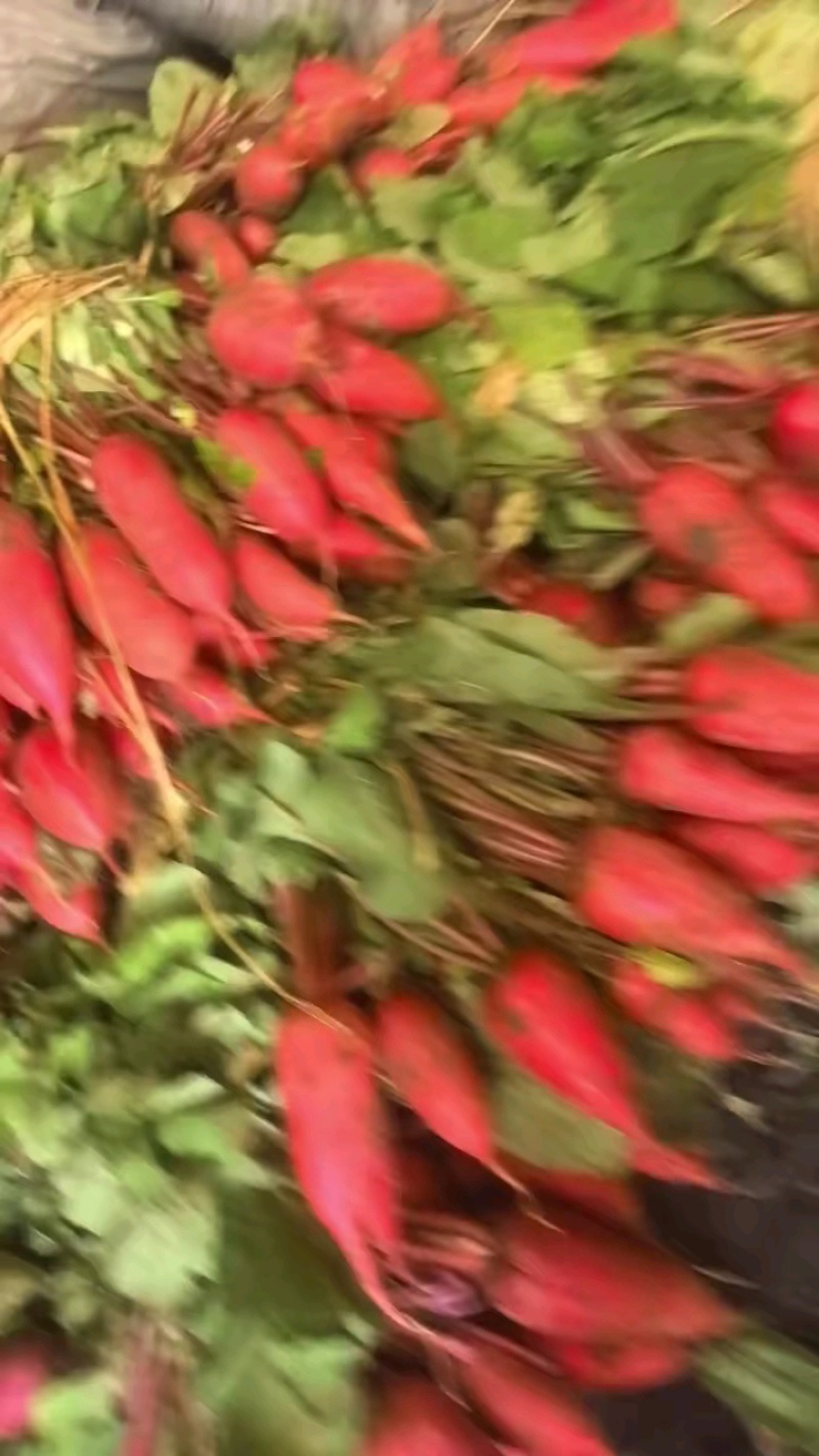 山东玫瑰红水萝卜优质红萝卜产地直供，货源充足半斤起步
