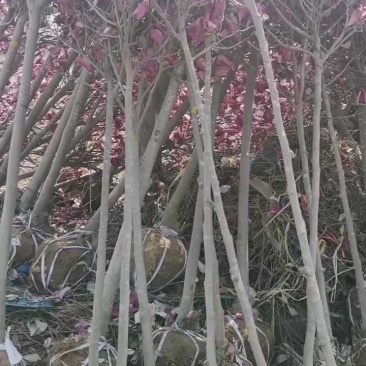 紫玉兰花大树苗室外庭院南北方种植耐寒热绿化工程苗
