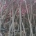 紫玉兰花大树苗室外庭院南北方种植耐寒热绿化工程苗