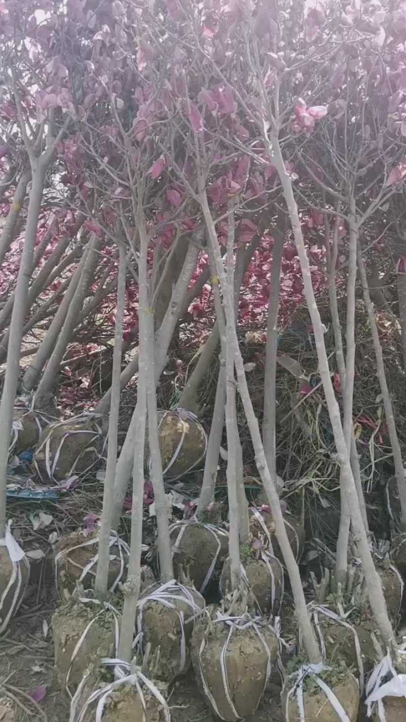紫玉兰花大树苗室外庭院南北方种植耐寒热绿化工程苗