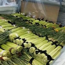 蒜苔河南杞县蒜苔已经上市，基地直供，大捆小捆都有