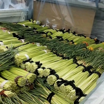 蒜苔河南杞县蒜苔已经上市，基地直供，大捆小捆都有