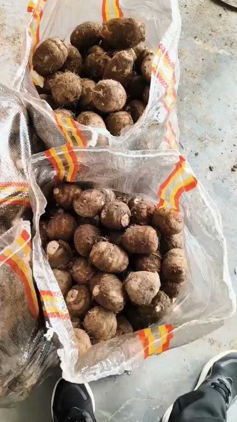 大球芋头分拣中，果形饱满一块七！