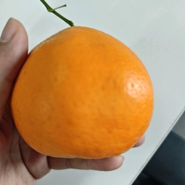 新鲜橙子，色泽诱人，口感很好！