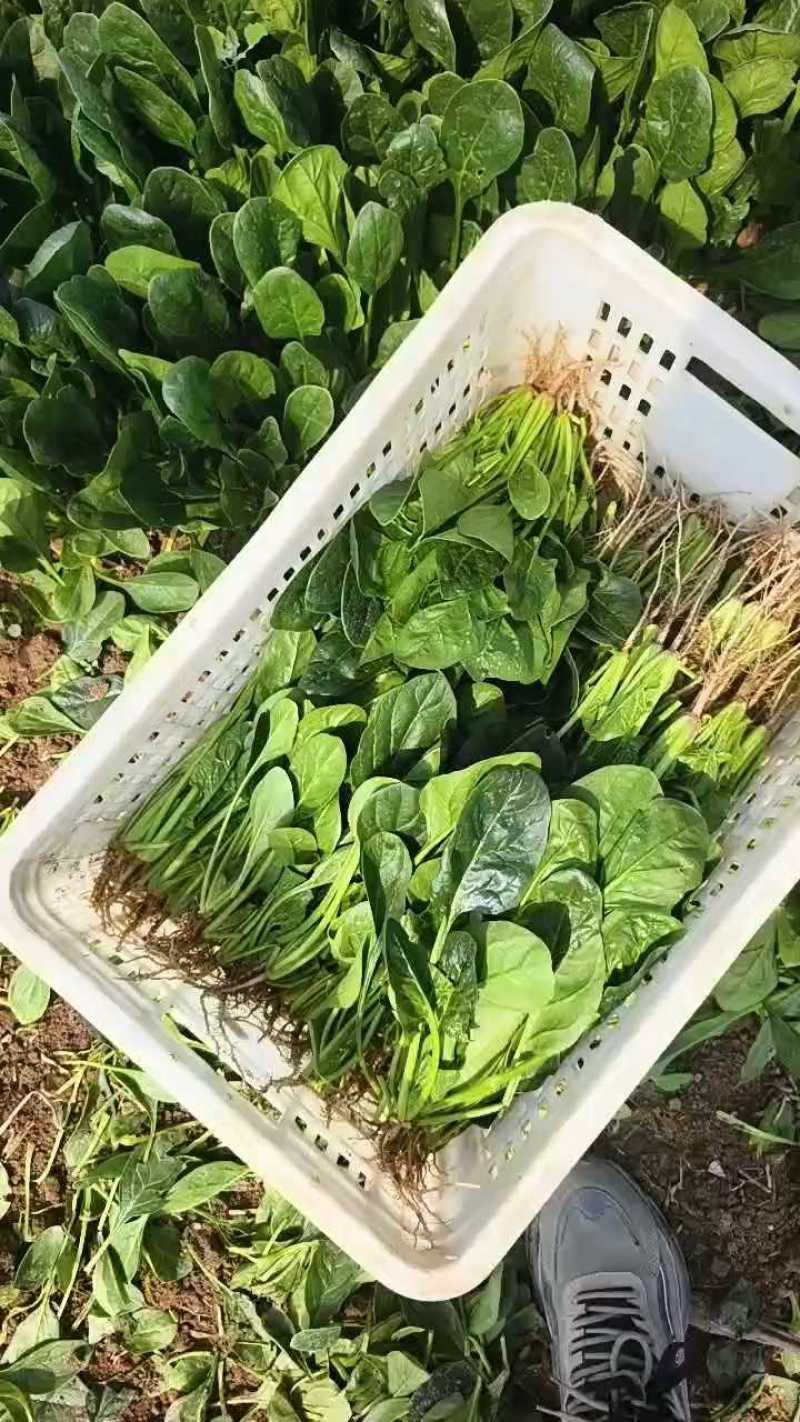 山东精品菠菜，热门产区直发，一手货源诚邀全国老板询购️。