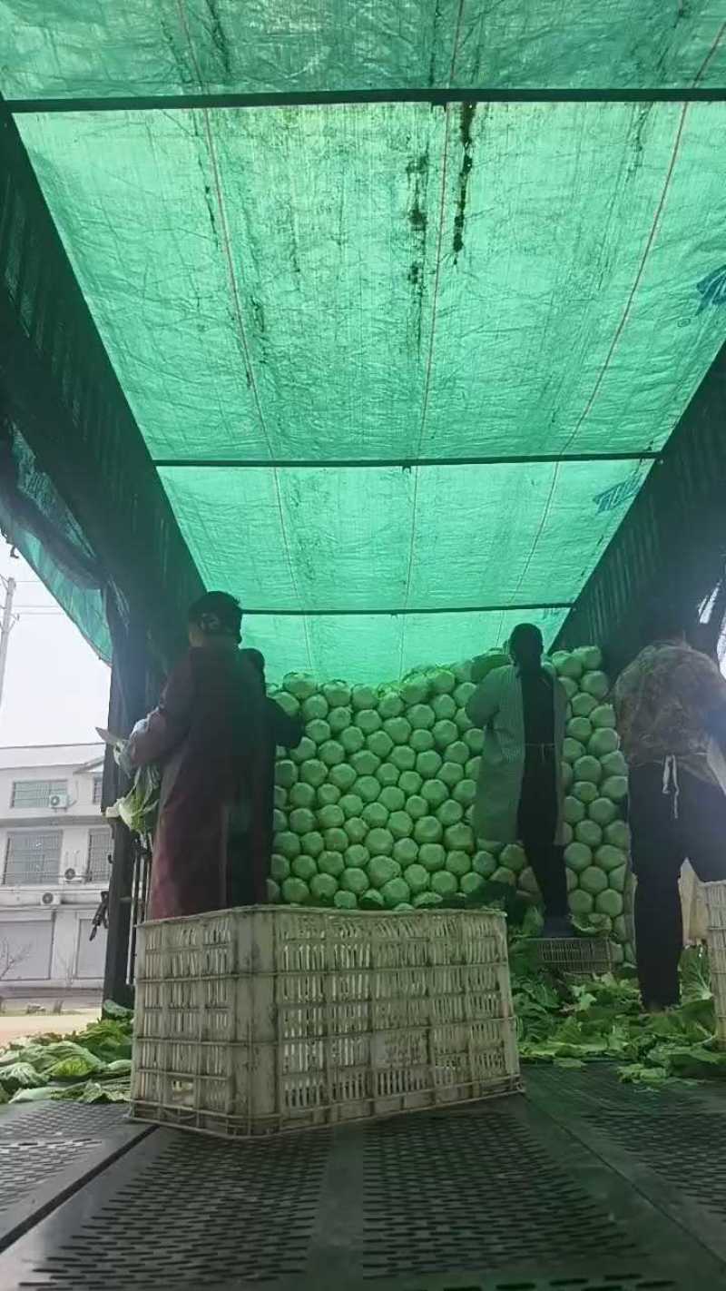 山东临沂兰陵县矮颗黄心菜没虫没斑保质保量