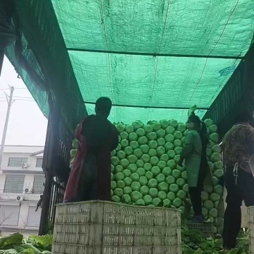 山东黄心白菜/颗颗饱满/供应市场/全国发货