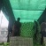 山东黄心白菜/颗颗饱满/供应市场/全国发货