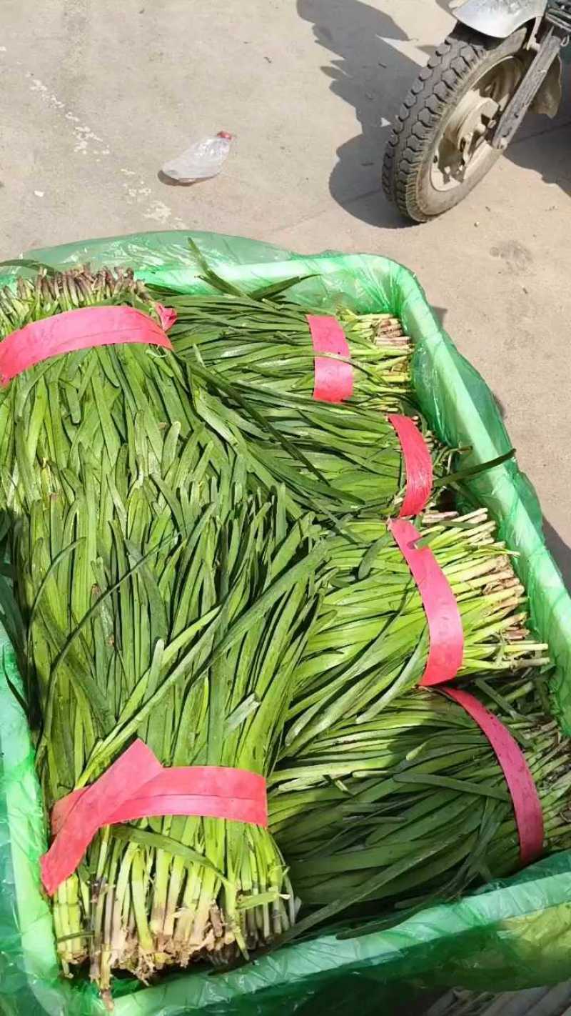 优质韭菜，产品质量，产地直供，货源充足。