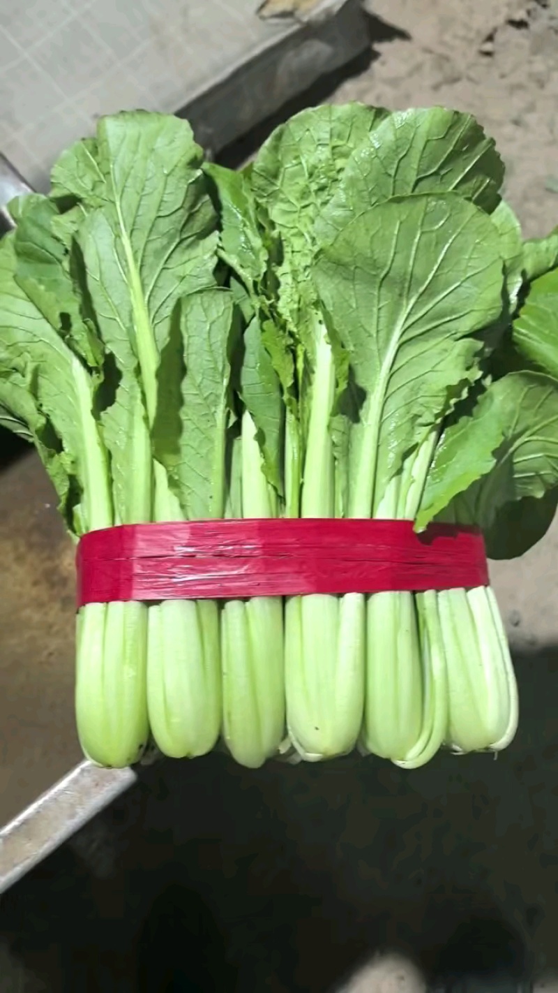小白菜品质优良，色泽鲜亮，根叶俱佳。