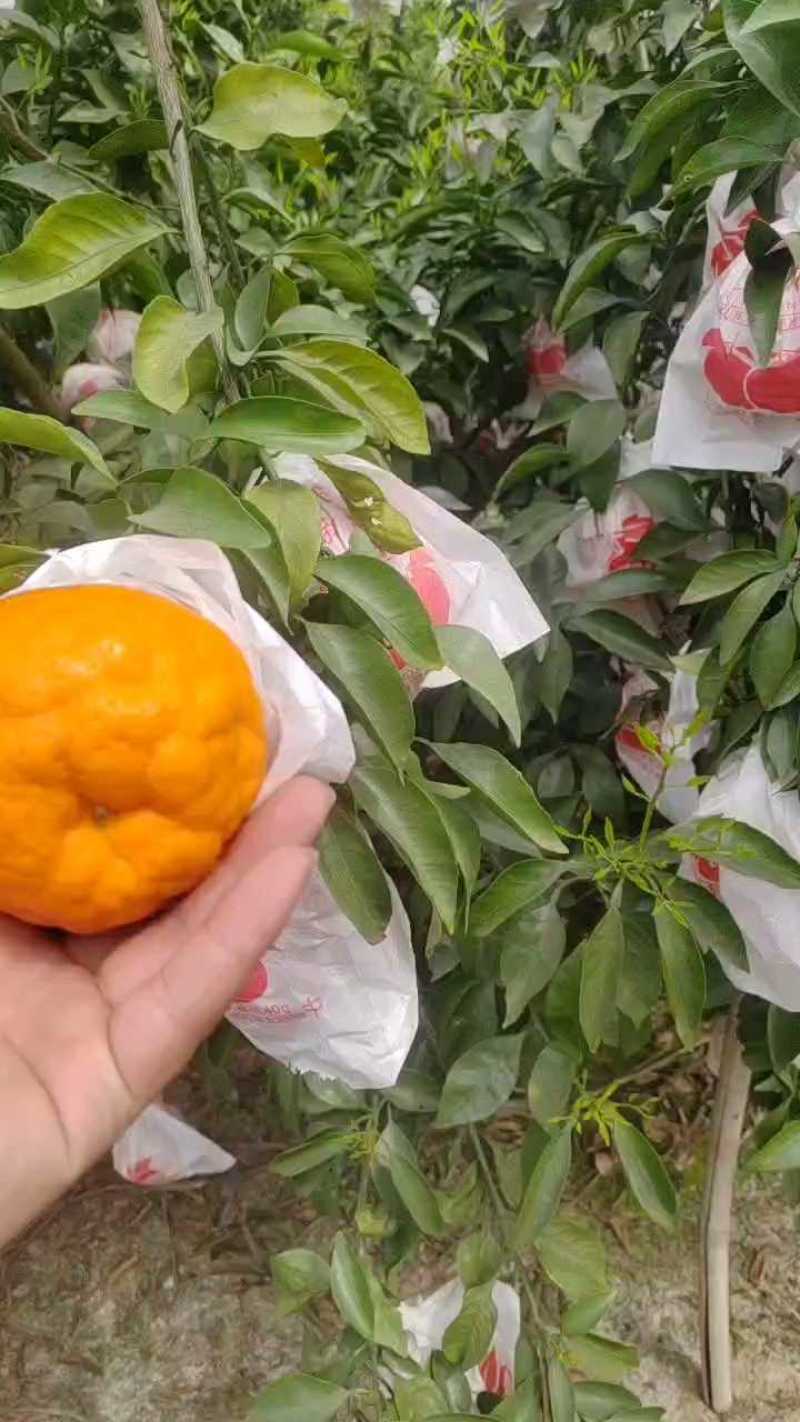 耙耙柑（春见柑桔）大量现货供应，可视频看货发全国