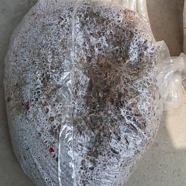 河北精品酸枣种子纯手工挑选粒粒饱满欢迎采购