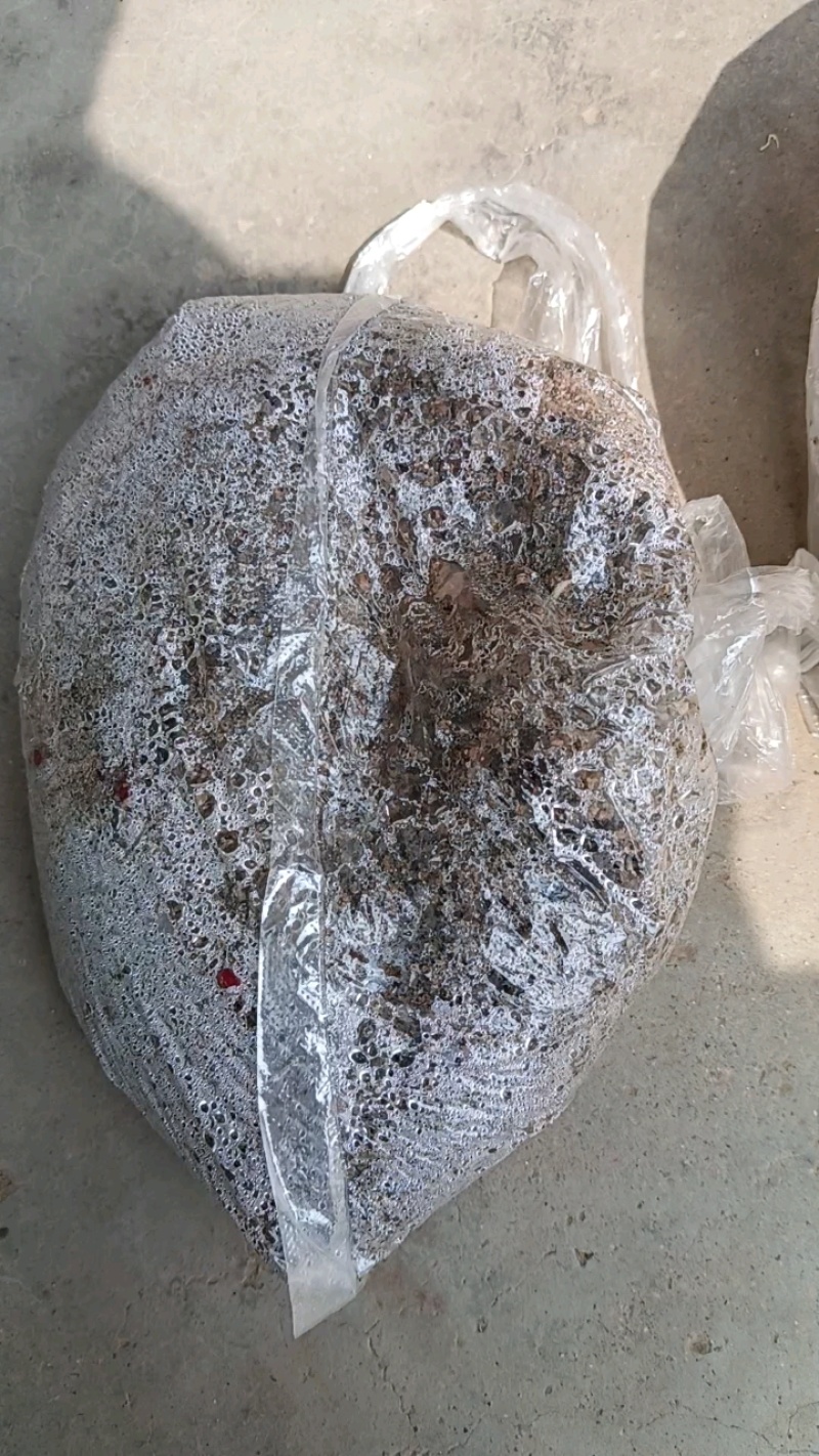 河北精品酸枣种子纯手工挑选粒粒饱满欢迎采购