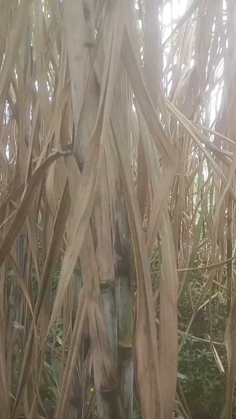 青皮甘蔗又脆又甜，欢迎老板选购