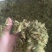 （热销）伸筋草一手货源严于品质实物拍摄祥泰药材栈欢迎购