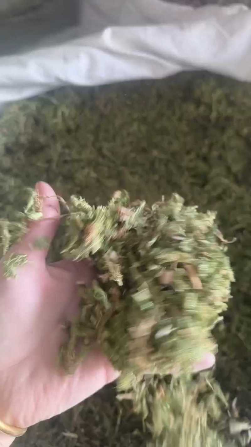 （热销）伸筋草一手货源严于品质实物拍摄祥泰药材栈欢迎购