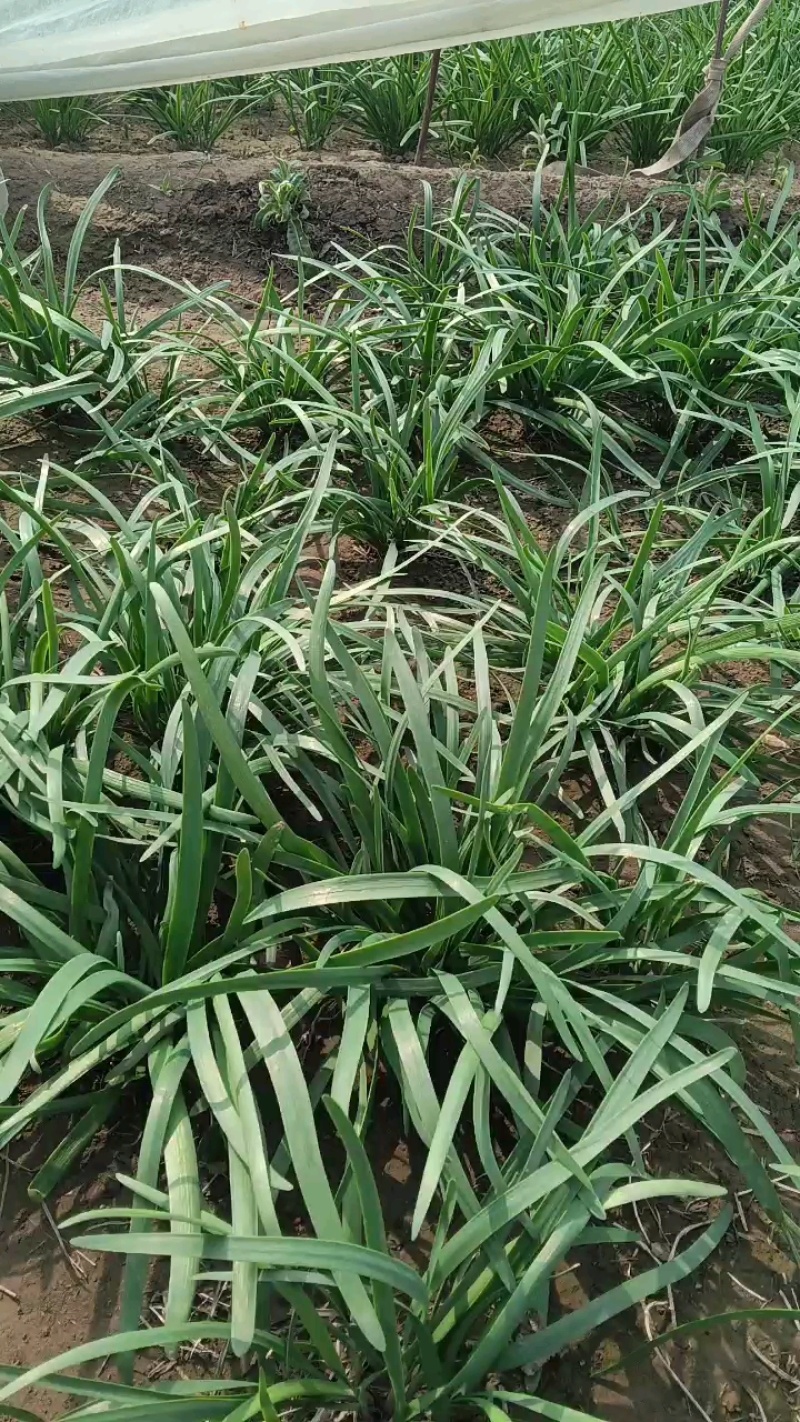 紫根红韭菜新货上市，鲜嫩上市