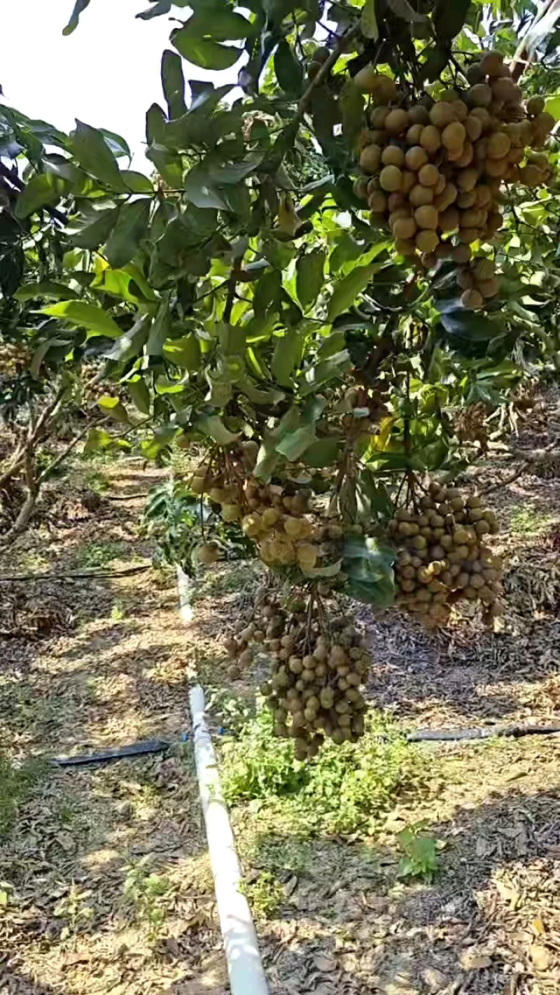 海南省乐东县城龙眼石夹