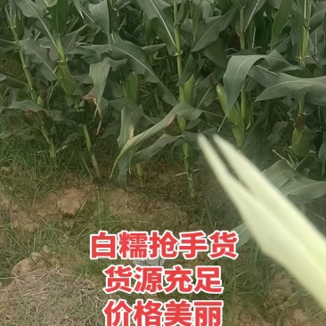精品白糯品质杠杠的，全部满头，无虫眼，抢手货！