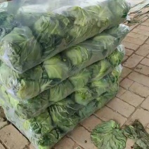 甘蓝陕西三原绿甘蓝大量供应，常年供应直供个头均匀