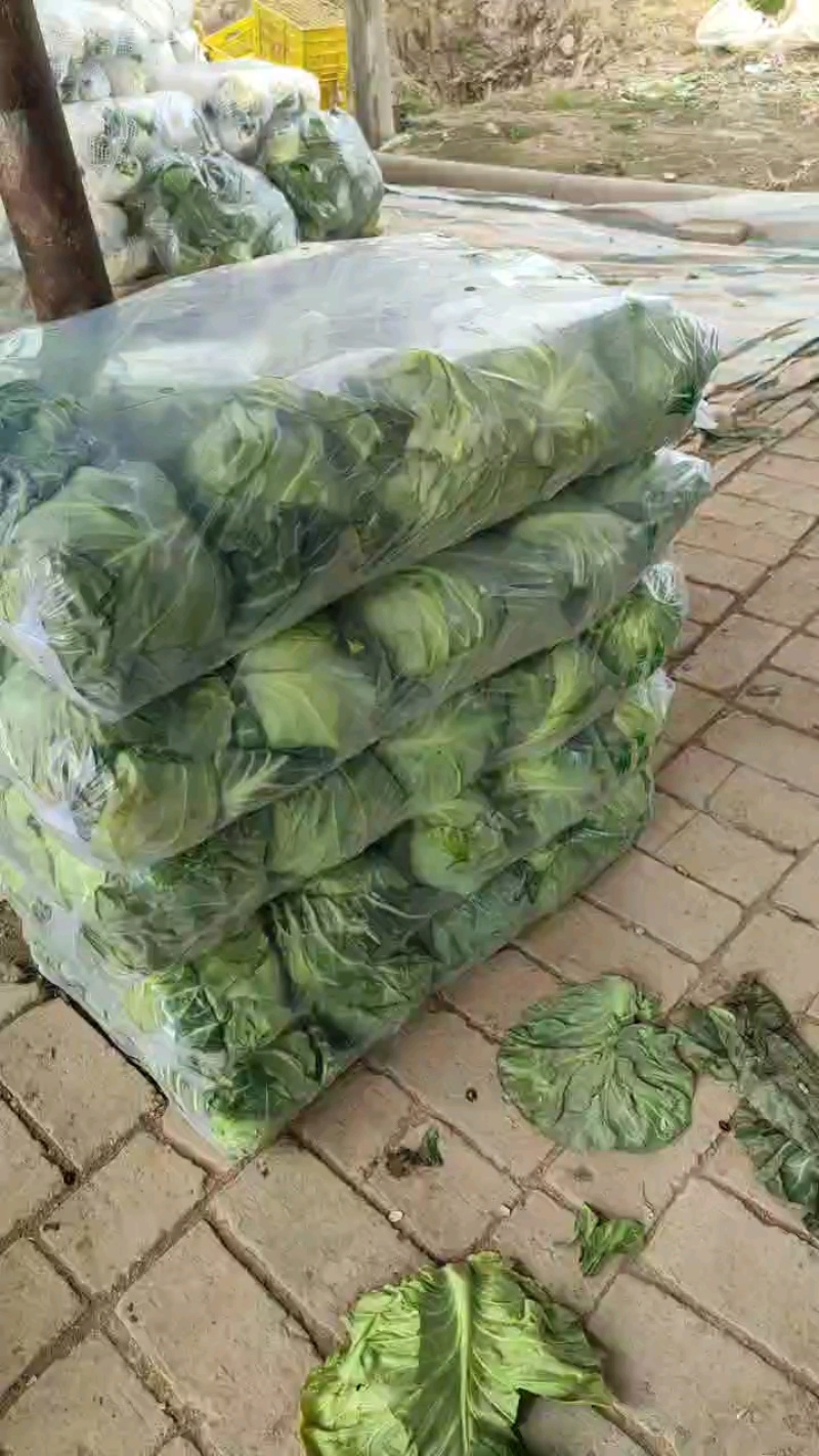 甘蓝陕西三原绿甘蓝大量供应，常年供应直供个头均匀