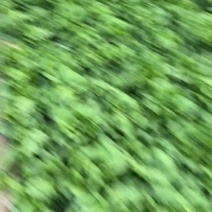 河南内黄精品生菜大量供应产地直发对接商超市场欢迎电话联系