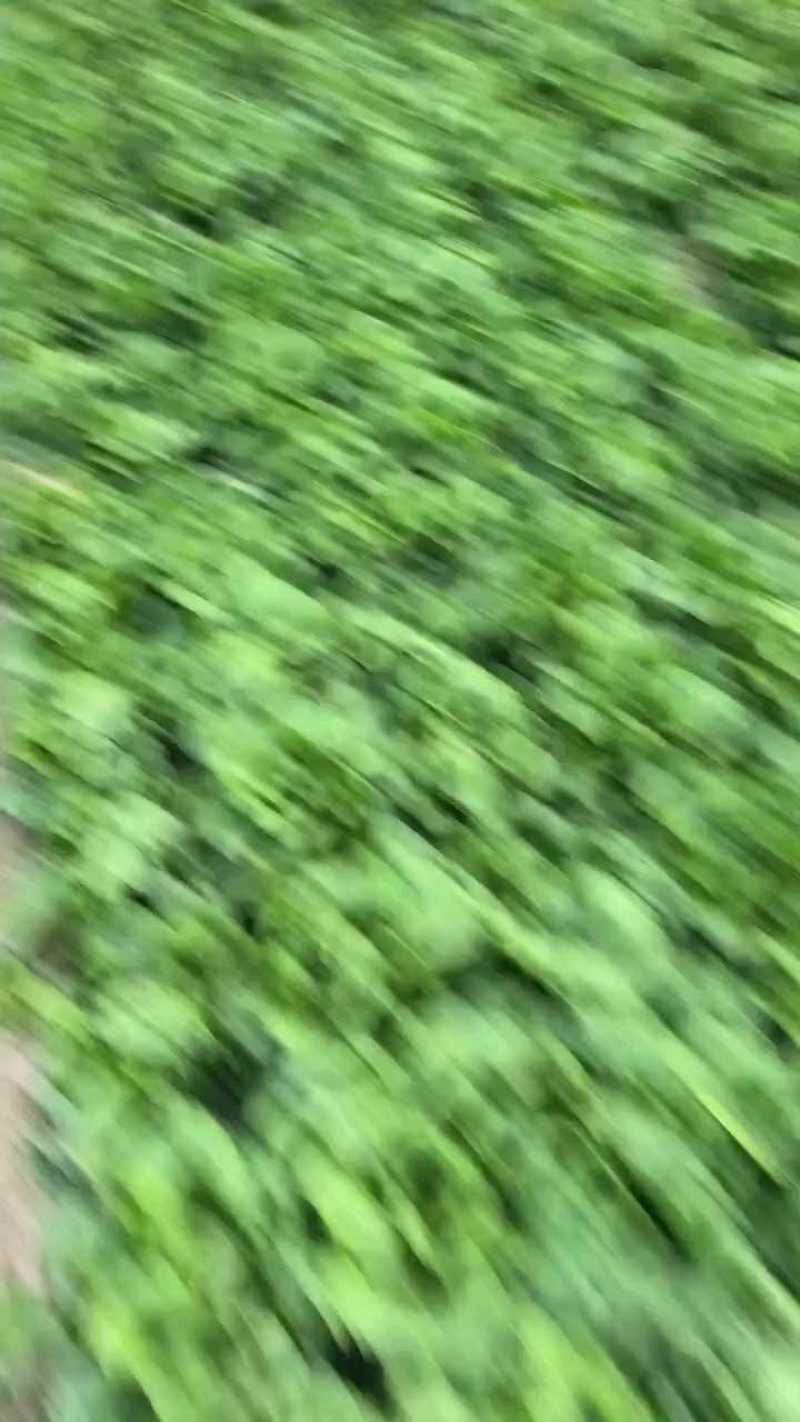 河南内黄精品生菜大量供应产地直发对接商超市场欢迎电话联系
