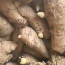 山东优质姜种，已催好芽，支持预定，大量批发