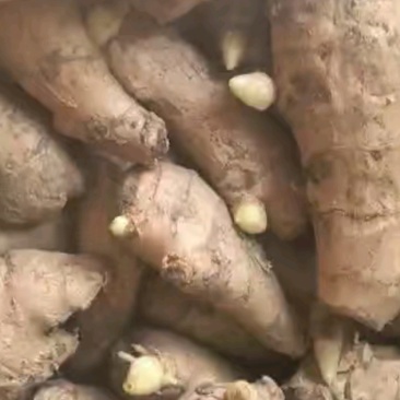 山东优质姜种，已催好芽，支持预定，大量批发