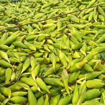 湛江9米6水果玉米，鲜甜装车中
