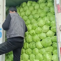 大棚绿甘蓝平顶翠绿质优价廉产地直供全国代发
