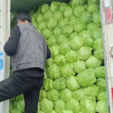 大棚绿甘蓝平顶翠绿质优价廉产地直供全国代发
