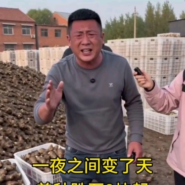 姜种精品生姜品种齐全，大黄姜，全国发货