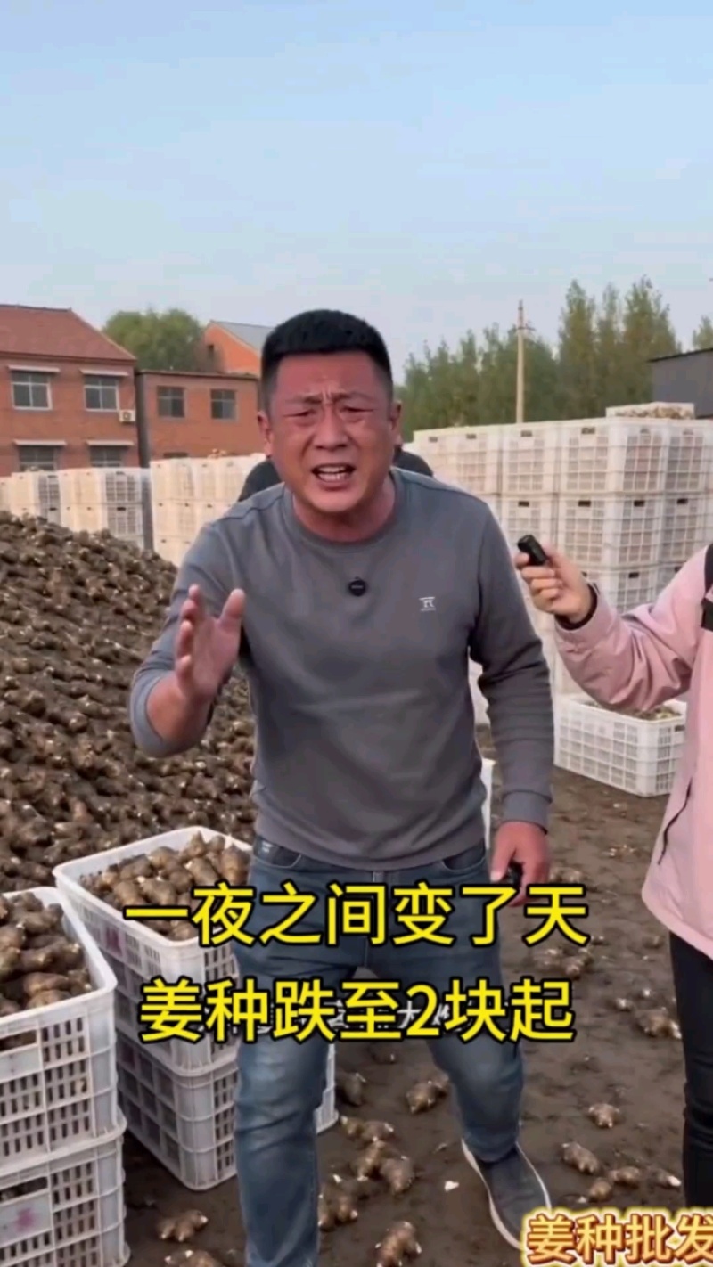 姜种精品生姜品种齐全，大黄姜，全国发货